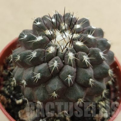 SH18983 Copiapoa leonensis HR1061, grafted