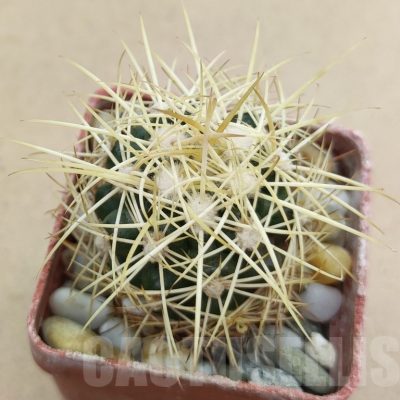 SH19018 Discocactus zehntneri MH 835a, own roots