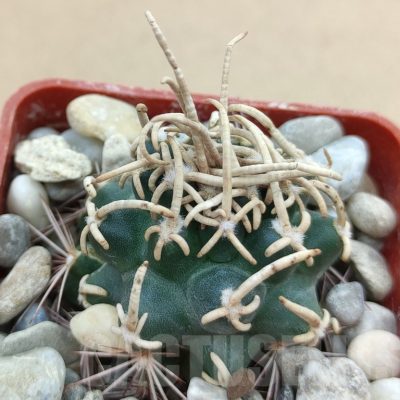 SH19021 Pediocactus peeblesianus f. menzelii PJR 542, grafted