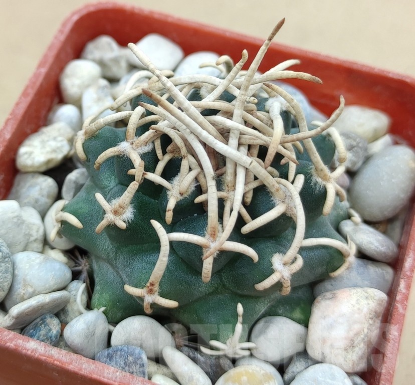 SH19022 Pediocactus peeblesianus f. menzelii PJR 542, grafted