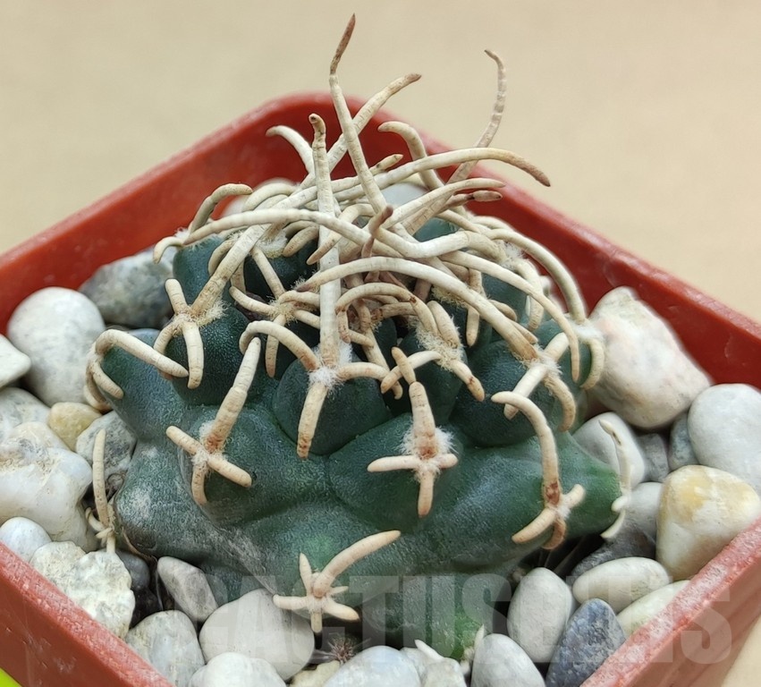 SH19022 Pediocactus peeblesianus f. menzelii PJR 542, grafted - Image 2