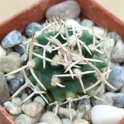 SH19024 Pediocactus peeblesianus f. menzelii PJR 504, grafted