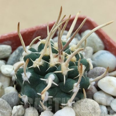 SH19026 Pediocactus peeblesianus v. fickeisenii PJR 458, grafted