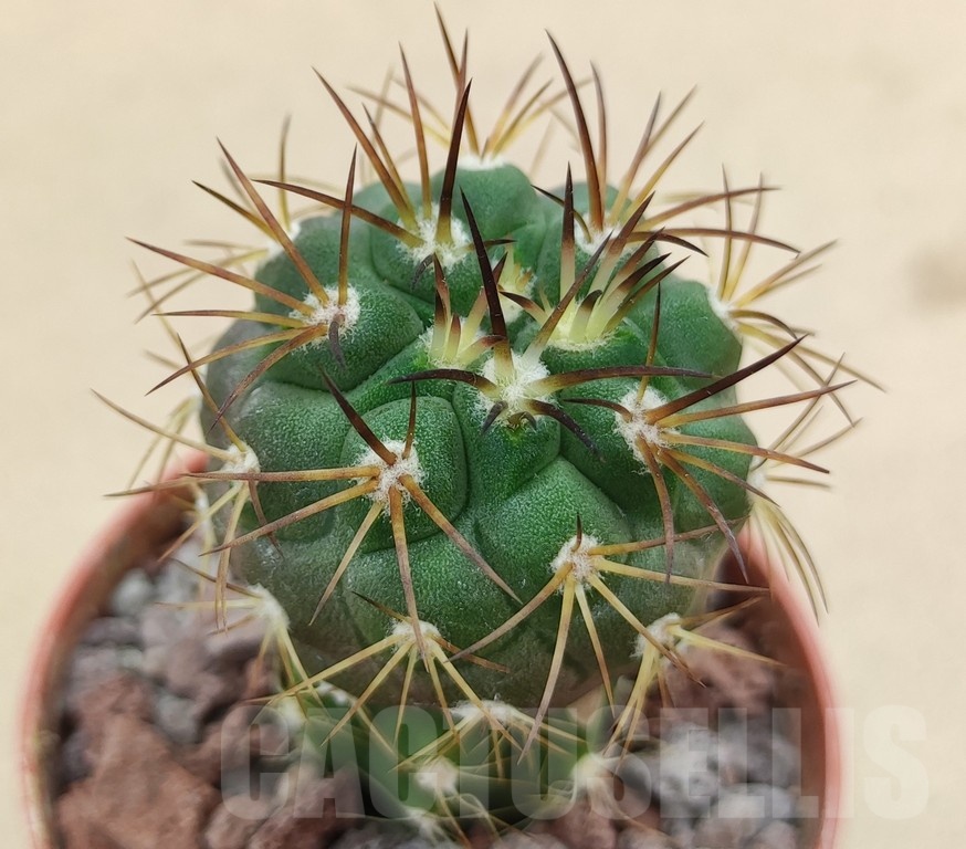 SH18988 Copiapoa schulziana SI-12-24, grafted