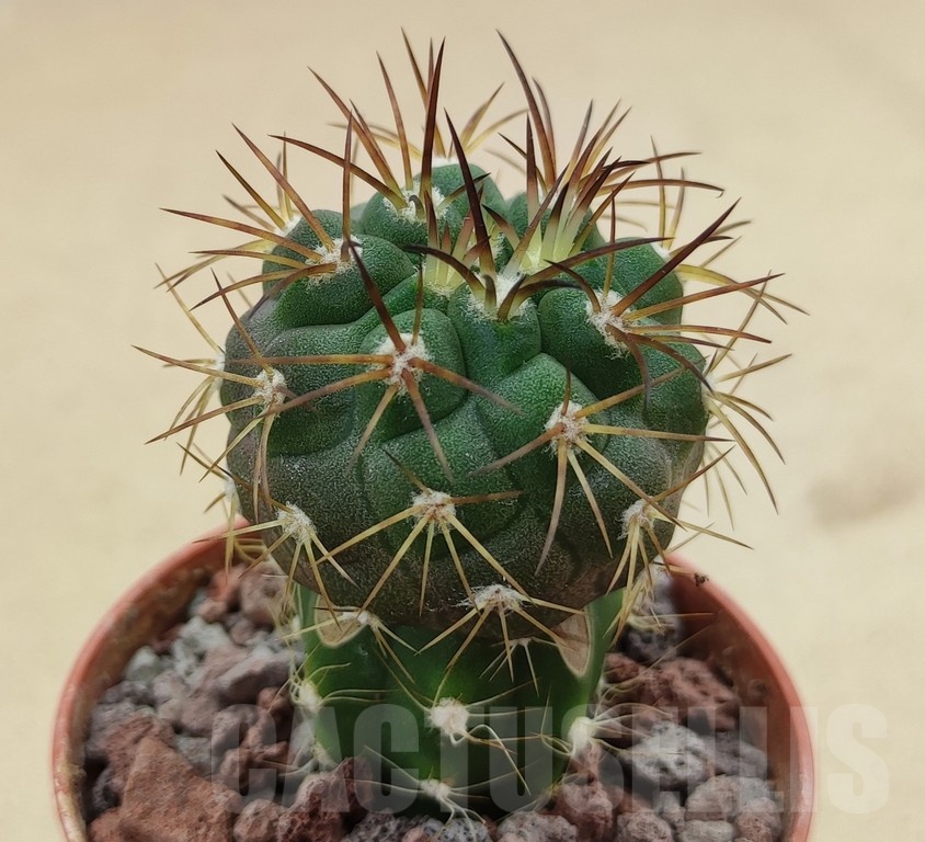 SH18988 Copiapoa schulziana SI-12-24, grafted - Image 2