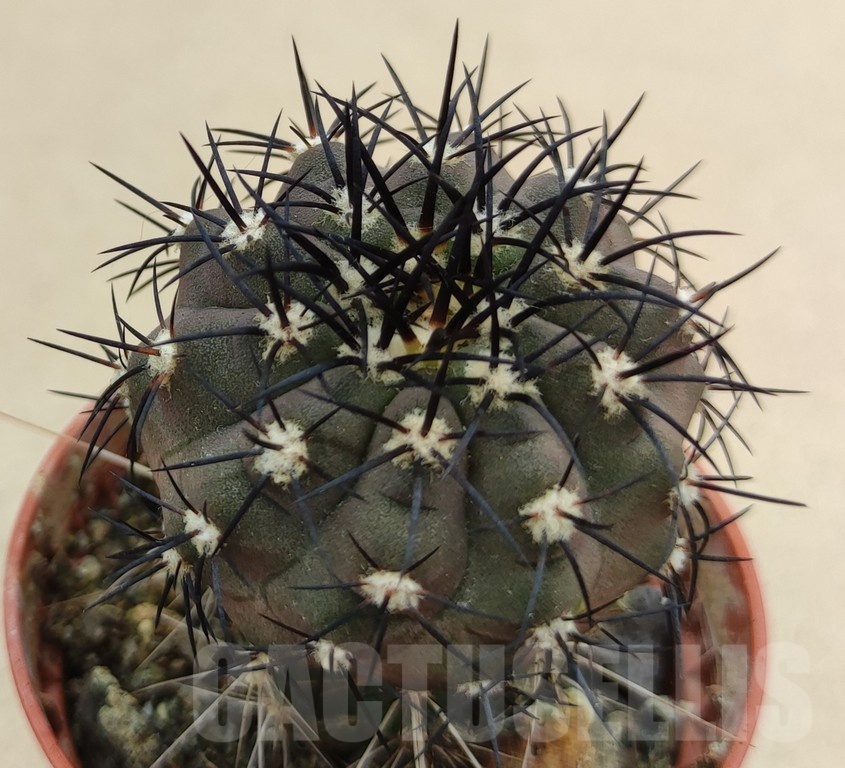 SH18989 Copiapoa calderana SI-19-24, grafted
