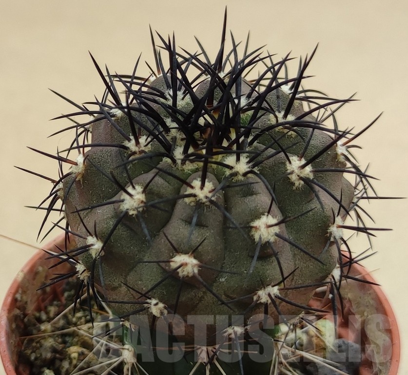 SH18989 Copiapoa calderana SI-19-24, grafted - Image 2