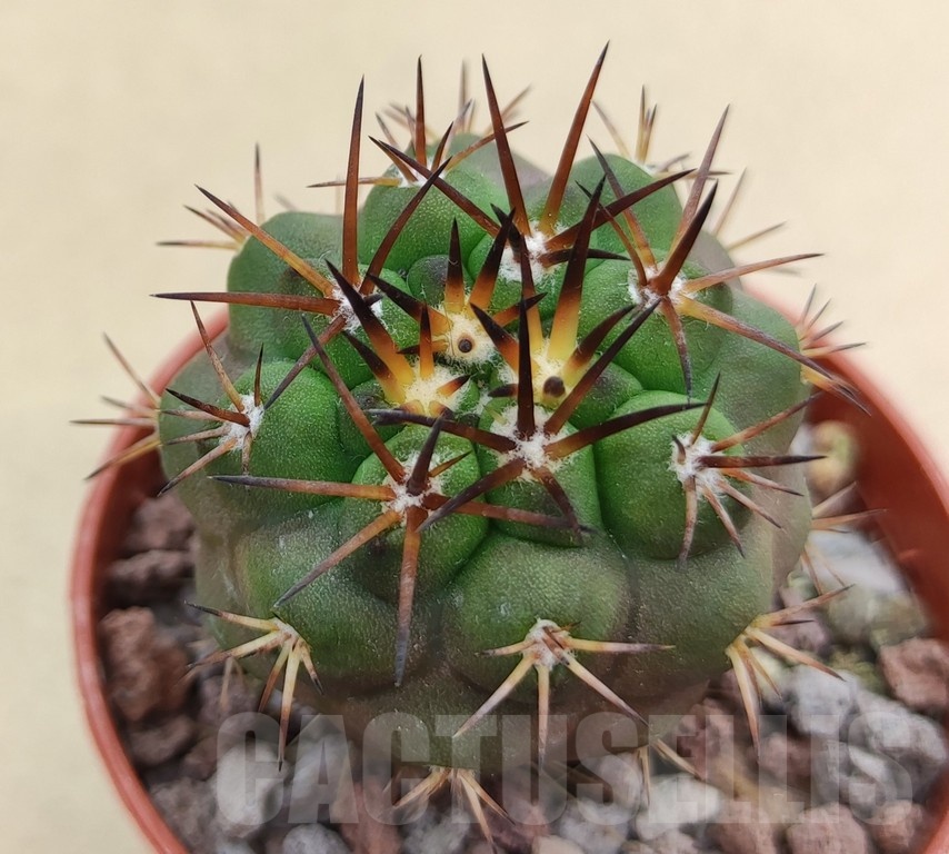 SH18991 Copiapoa alticostata SI-50-24, grafted