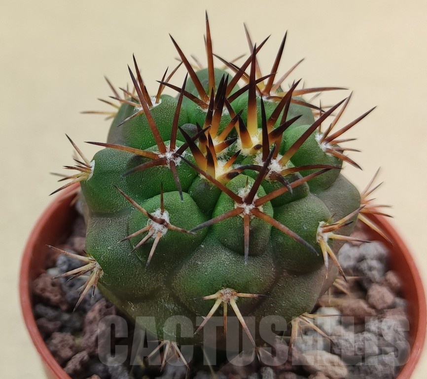 SH18991 Copiapoa alticostata SI-50-24, grafted - Image 2
