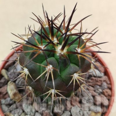 SH18992 Copiapoa alticostata SI-50-24, grafted
