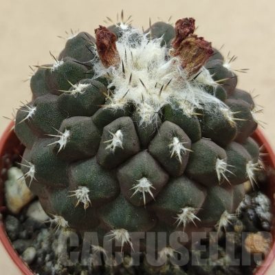 SH18984 Copiapoa leonensis HR1061, grafted