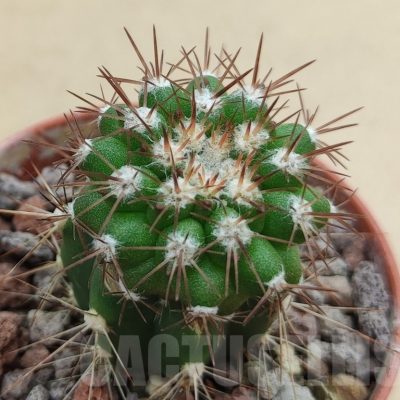 SH18995 Copiapoa cinerascens GM2211, grafted