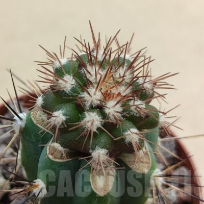 SH18996 Copiapoa cinerascens GM2211, grafted