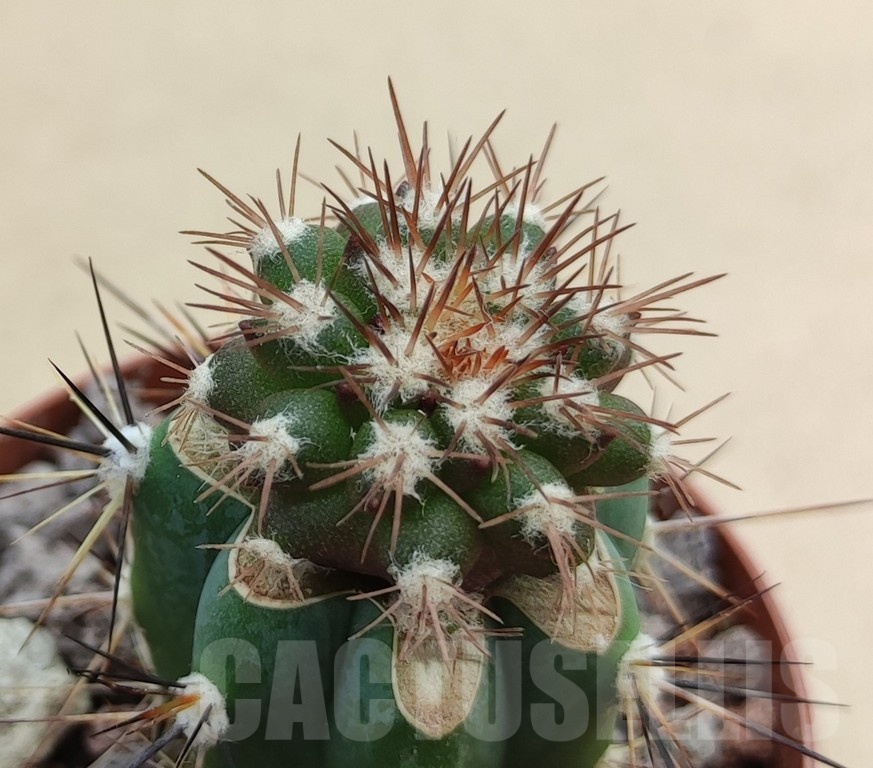 SH18996 Copiapoa cinerascens GM2211, grafted