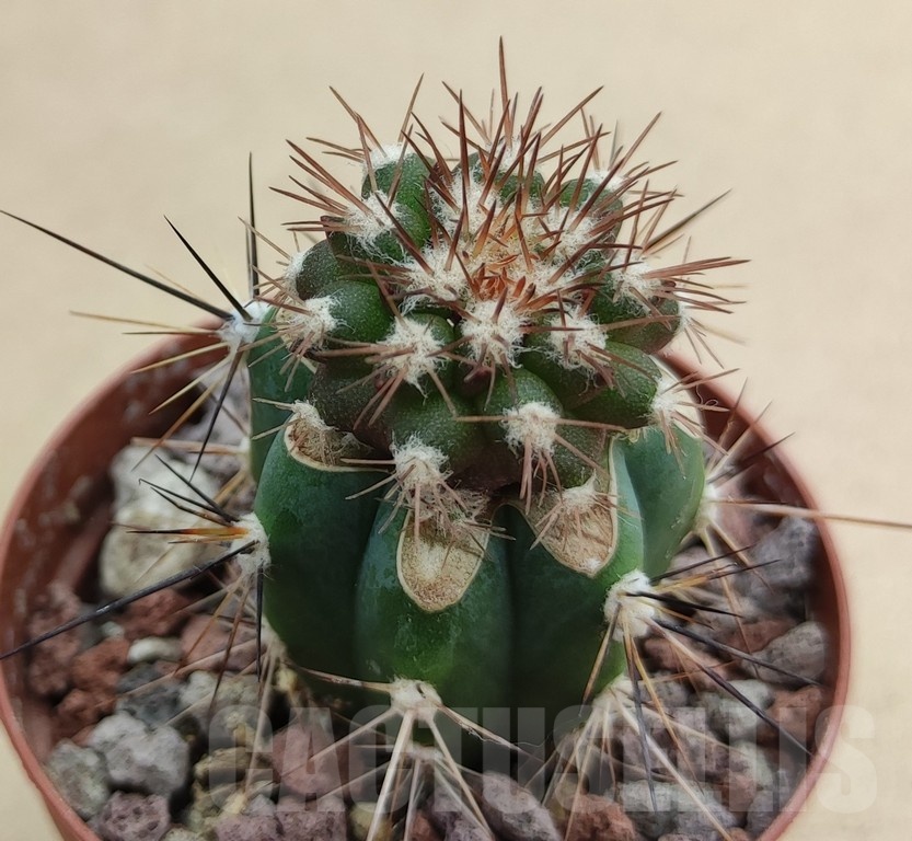 SH18996 Copiapoa cinerascens GM2211, grafted - Image 2