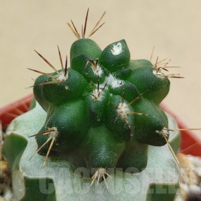 SH18998 Copiapoa sp., grafted