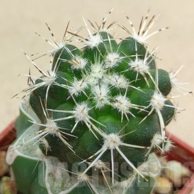 SH18999 Copiapoa cinerascens PHA2459, grafted