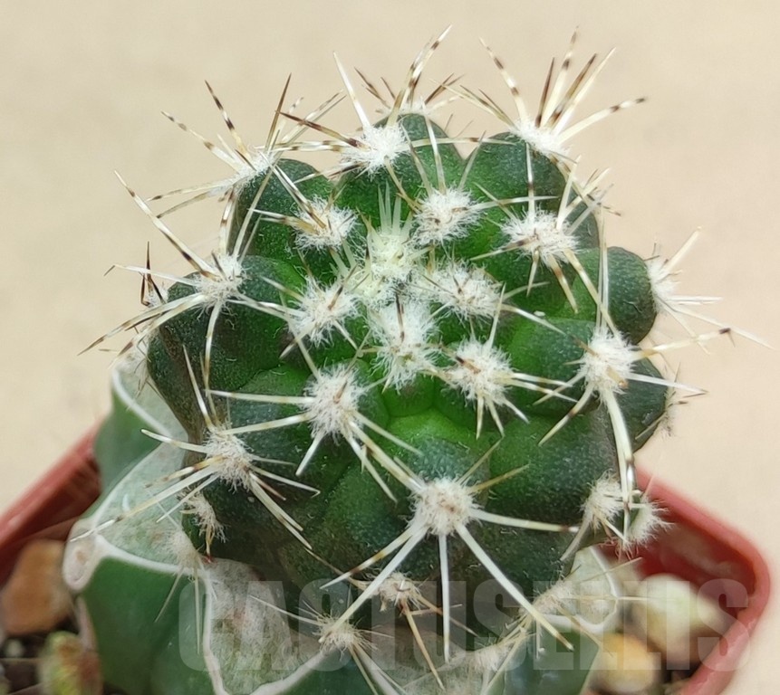 SH18999 Copiapoa cinerascens PHA2459, grafted