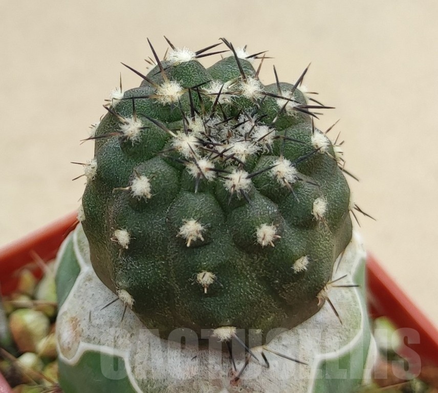 SH19000 Copiapoa calderana PHA2434, grafted