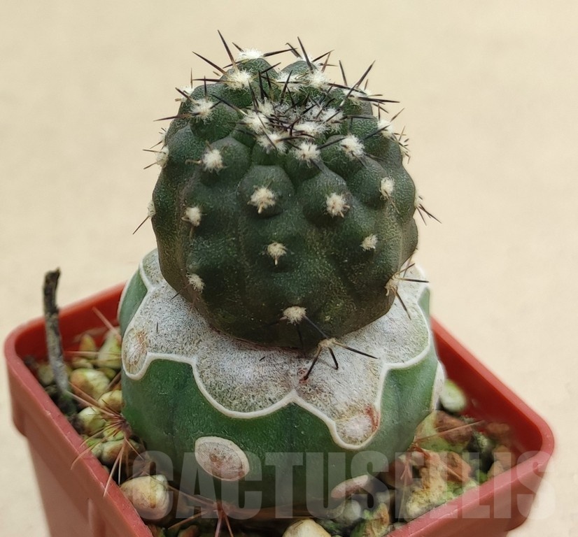 SH19000 Copiapoa calderana PHA2434, grafted - Image 2