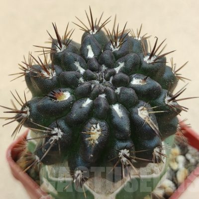 SH19001 Pyrrhocactus sp. PL129, grafted