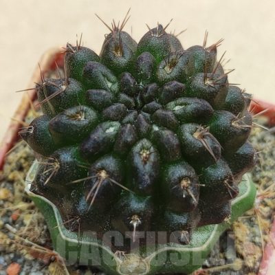 SH19002 Pyrrhocactus sp. PL129, grafted