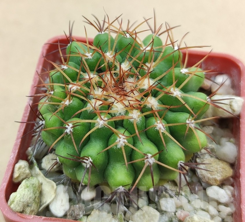 SH19009 Discocactus hartmannii ssp. mamillosus MH852, own roots