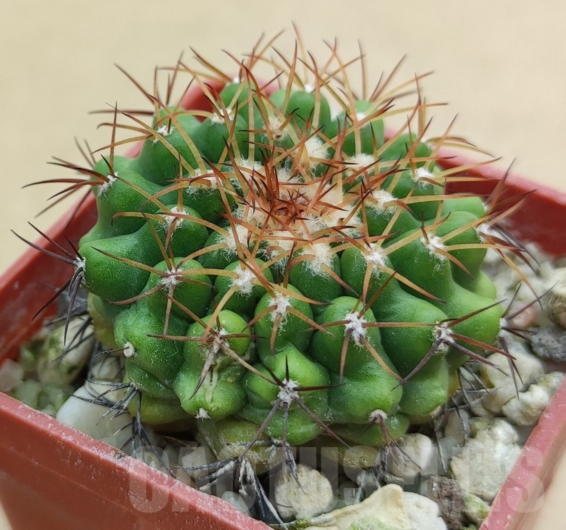 SH19009 Discocactus hartmannii ssp. mamillosus MH852, own roots - Image 2