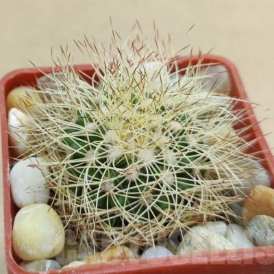 SH19010 Discocactus horstiorum MH 738, own roots