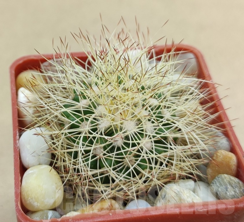 SH19010 Discocactus horstiorum MH 738, own roots