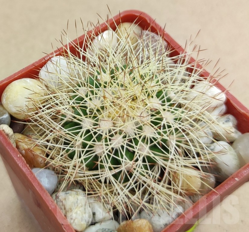 SH19010 Discocactus horstiorum MH 738, own roots - Image 2