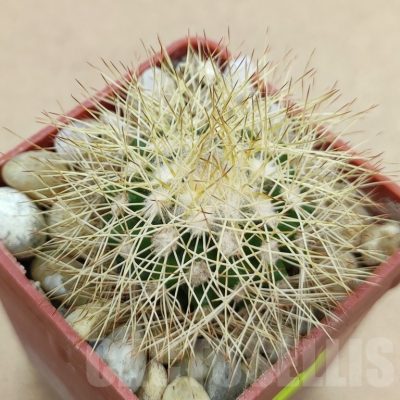 SH19012 Discocactus horstiorum MH 738, own roots
