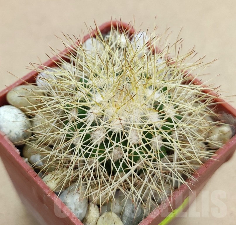 SH19012 Discocactus horstiorum MH 738, own roots