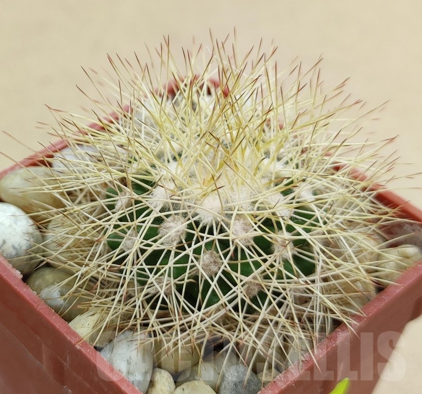 SH19012 Discocactus horstiorum MH 738, own roots - Image 2