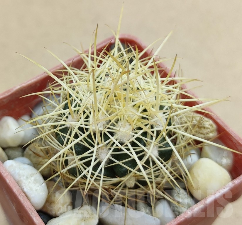 SH19013 Discocactus zehntneri MH 835a, own roots