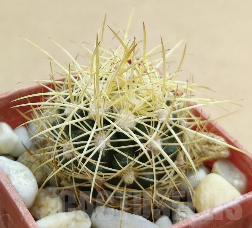 SH19013 Discocactus zehntneri MH 835a, own roots - Image 2