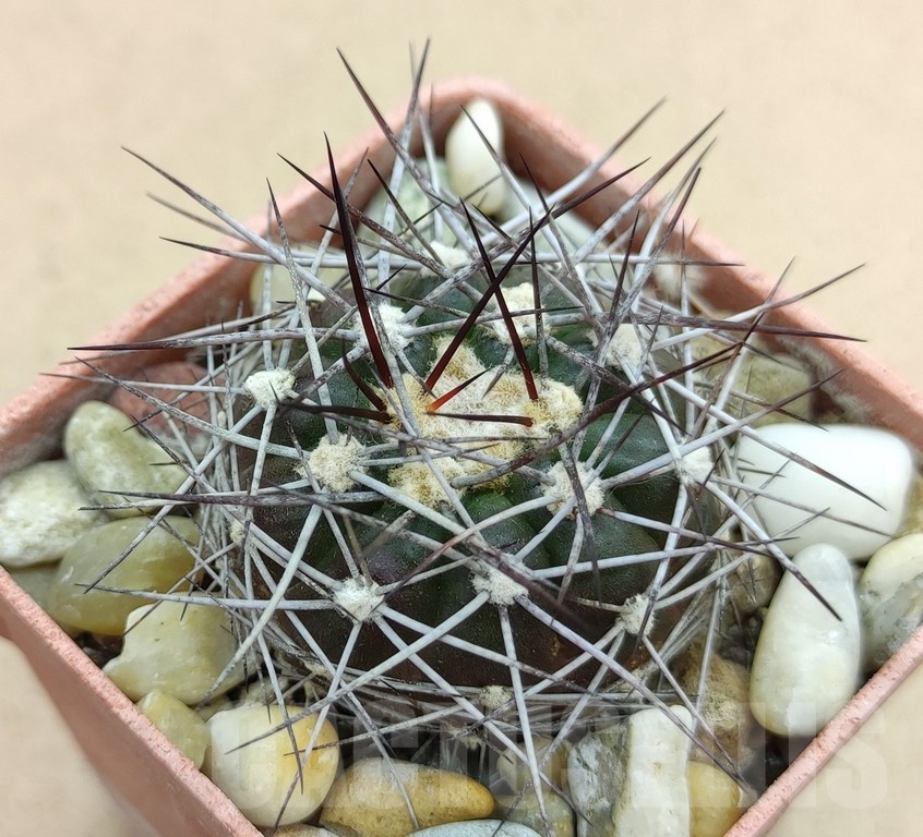 SH19015 Discocactus lindaianus E9, own roots