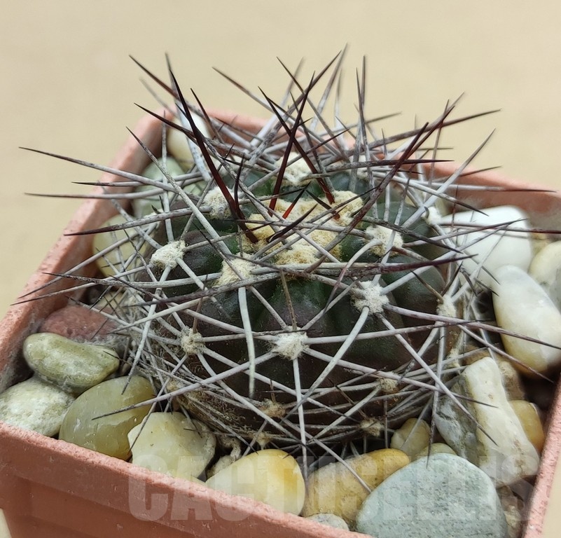 SH19015 Discocactus lindaianus E9, own roots - Image 2