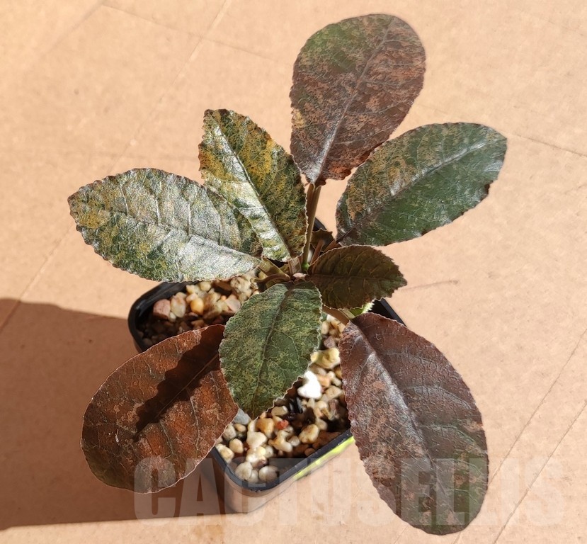 SH7170 Dorstenia foetida f. variegata