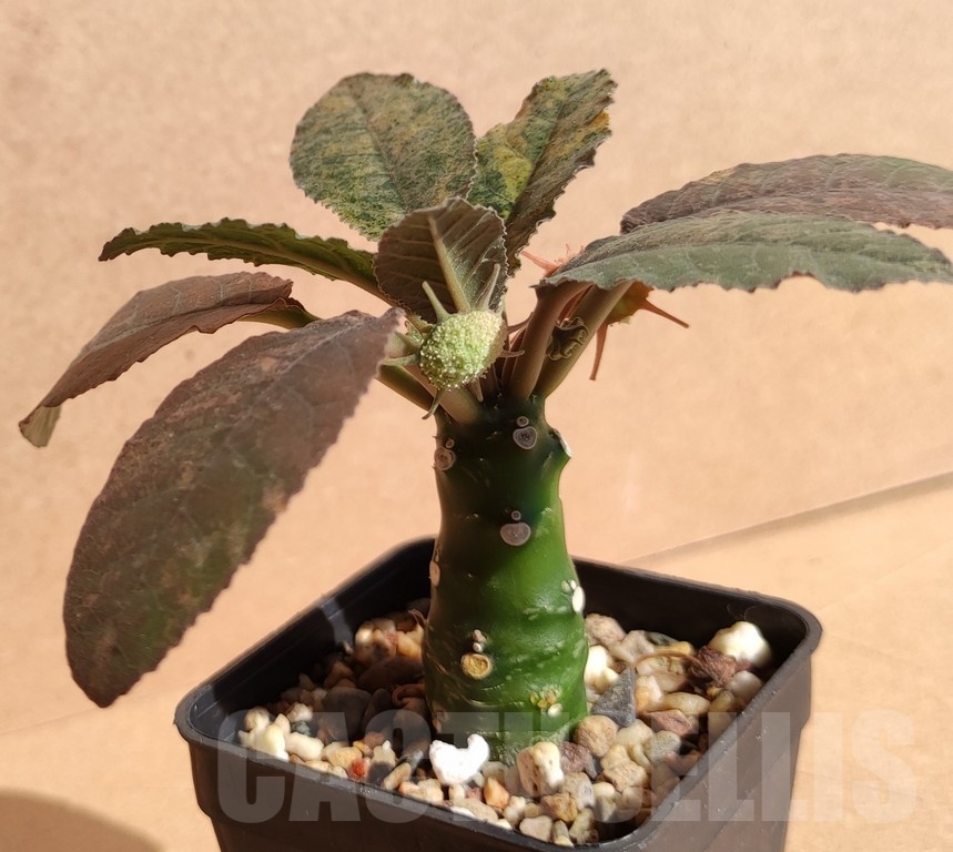 SH7170 Dorstenia foetida f. variegata - Image 2