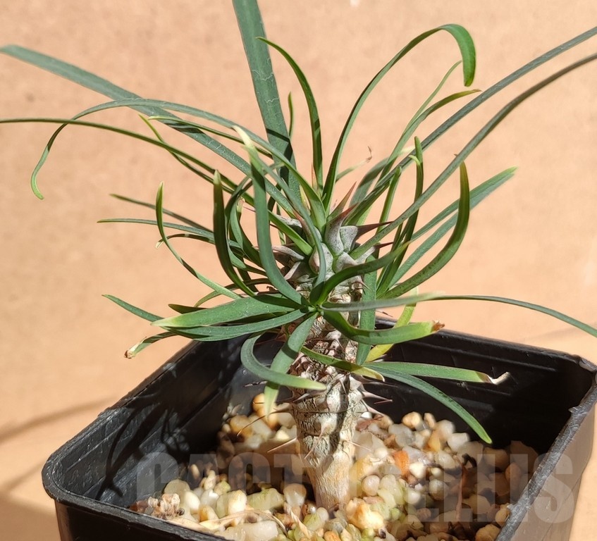 SH14798 Euphorbia gottlebei