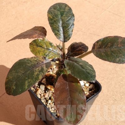 SH7171 Dorstenia foetida f. variegata
