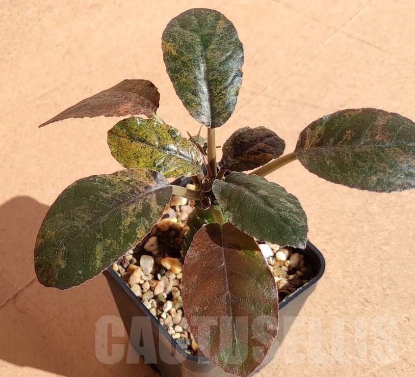 SH7171 Dorstenia foetida f. variegata