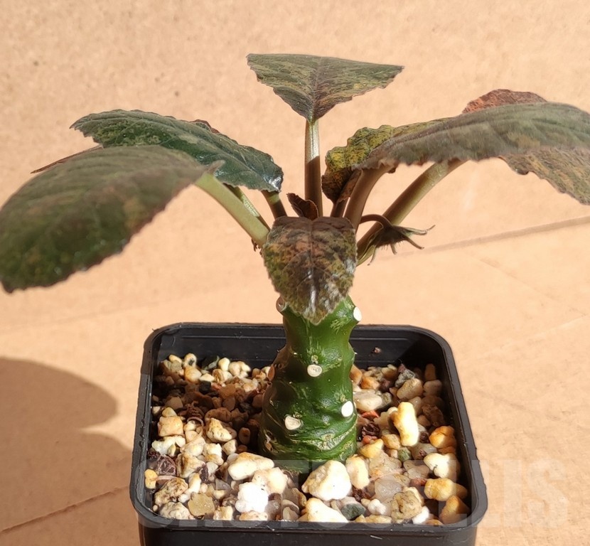 SH7171 Dorstenia foetida f. variegata - Image 2