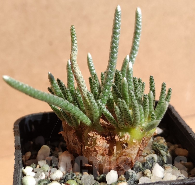SH11763 Avonia alstonii