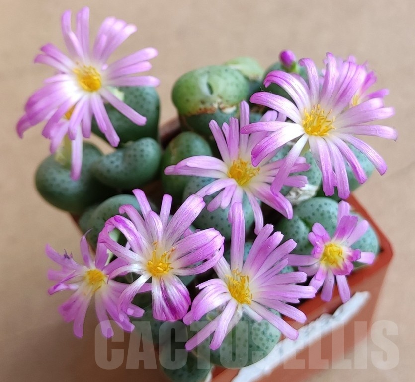 SH11930 Conophytum jucundum ssp. fragile