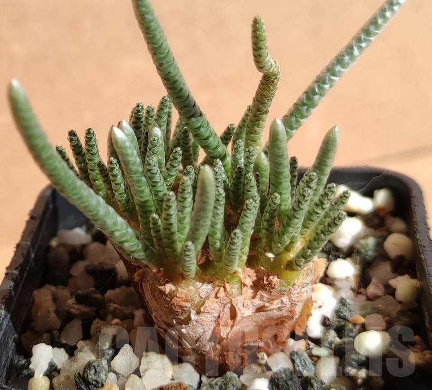 SH11763 Avonia alstonii - Image 2