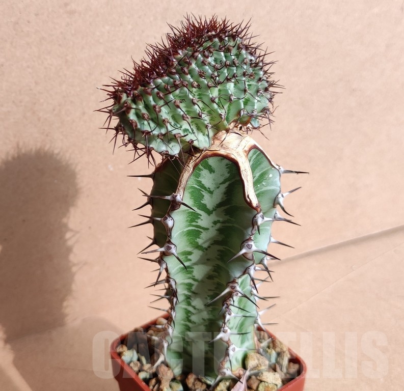 SH6671 Euphorbia confinalis f. cristata, grafted - Image 2