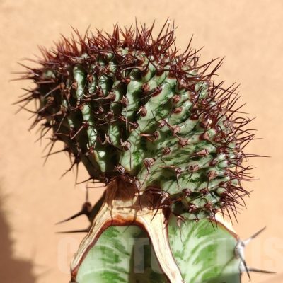 SH6671 Euphorbia confinalis f. cristata, grafted
