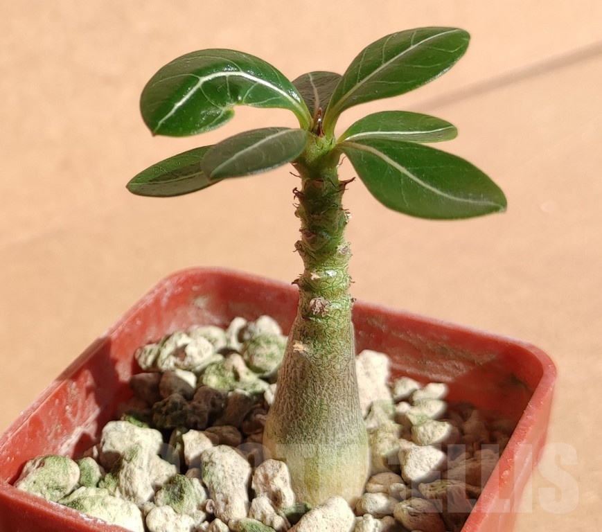 SH19058 Adenium socotranum - Image 2